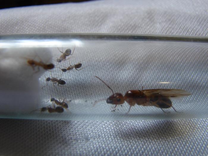 Camponotus sp Indonesia 1.JPG